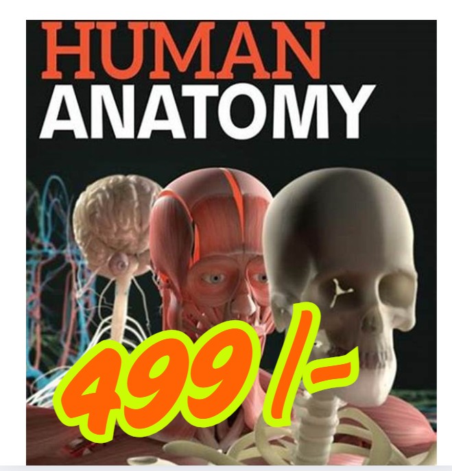 ANATOMY