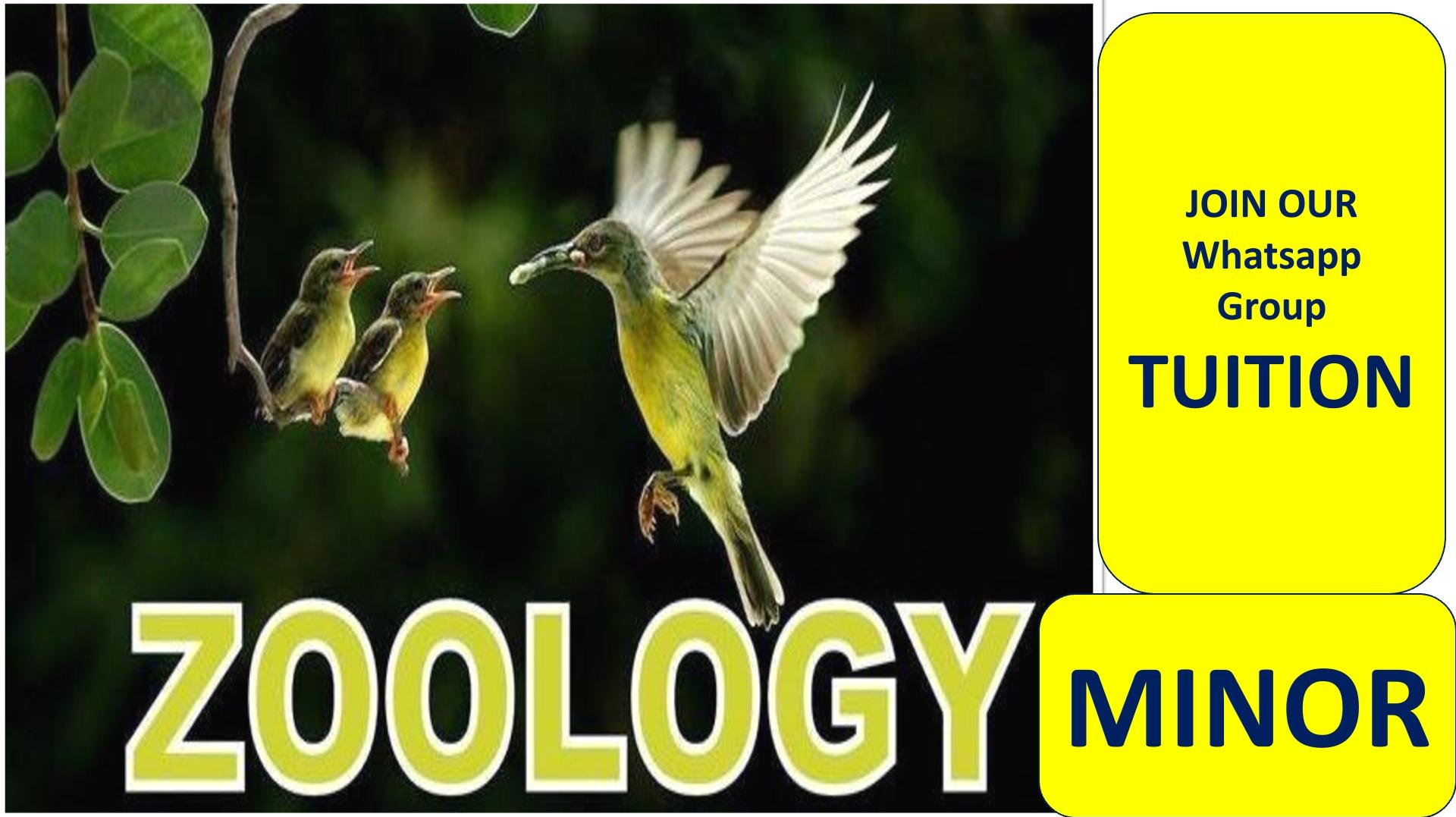ZOOLOGY MINOR