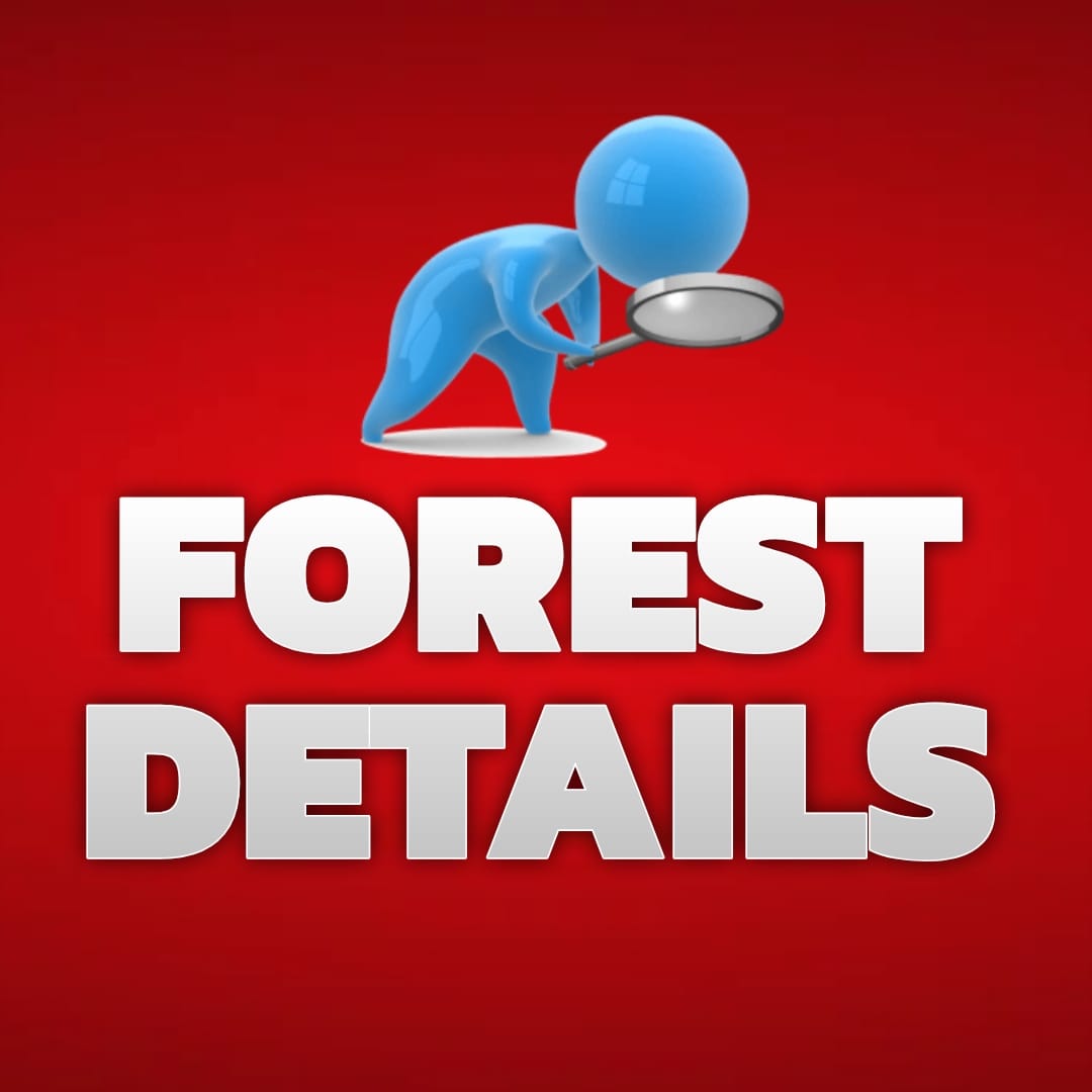 Forest Detail 