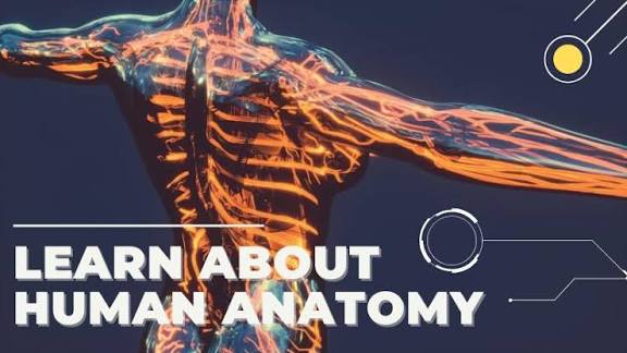 ANATOMY