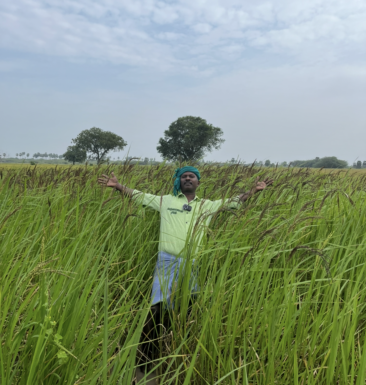 Karuppu Kavuni கருப்பு கவுனி அரிசி