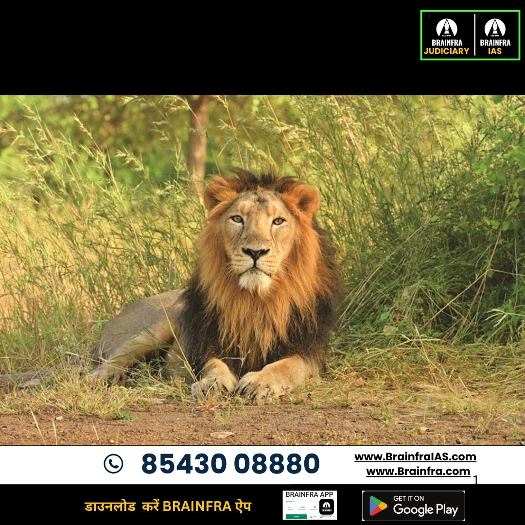 Remarkable Rise in Asiatic Lion Population: India’s Conservation Success Story