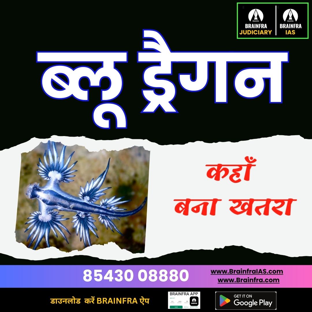 #BlueDragon #SeaSlBlue Dragon (Glaucus atlanticus) – खूबसूरत लेकिन जानलेवा समुद्री जीव 