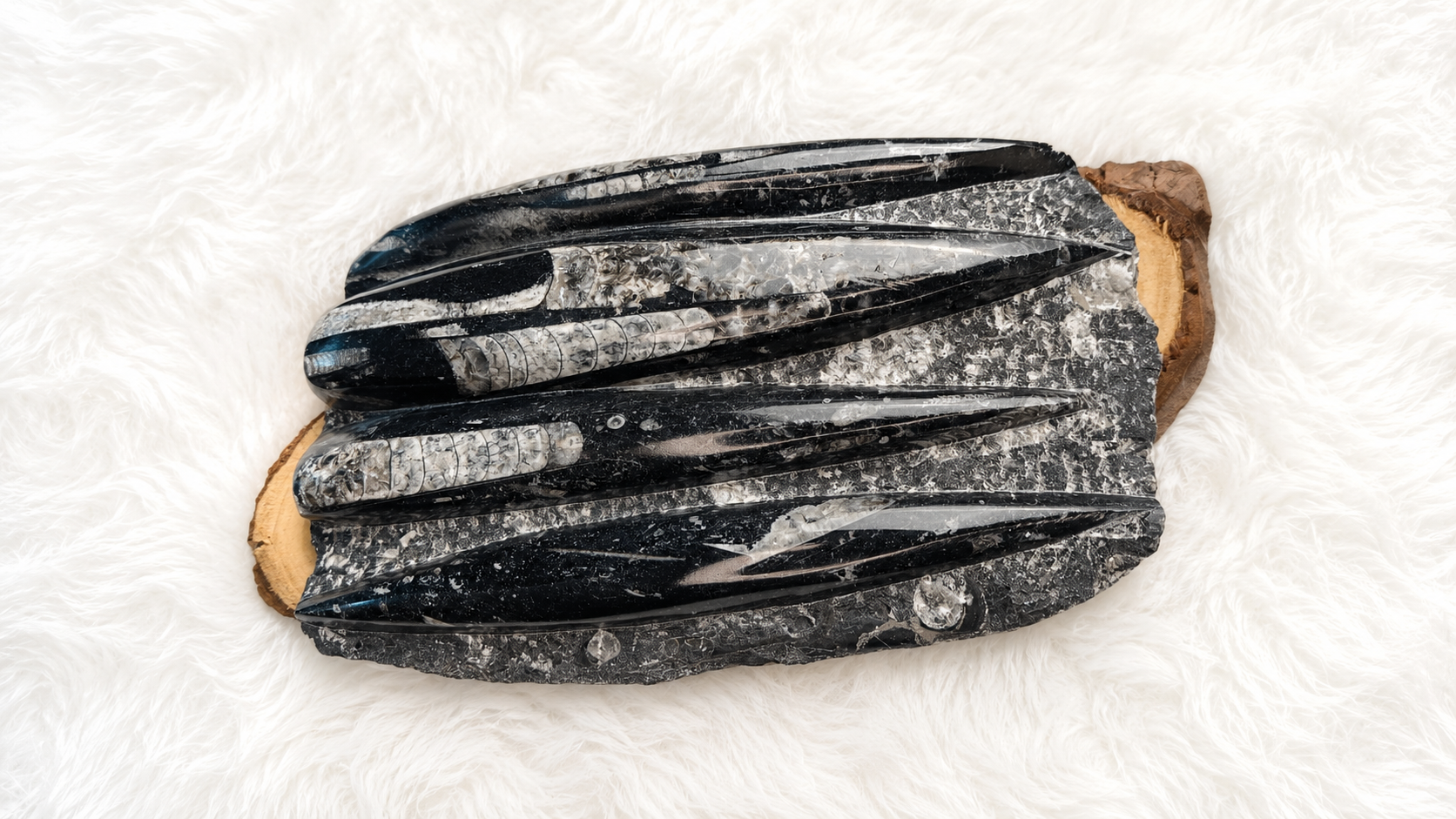 Premium Orthoceras Fossil Plate - 1.4 Kg