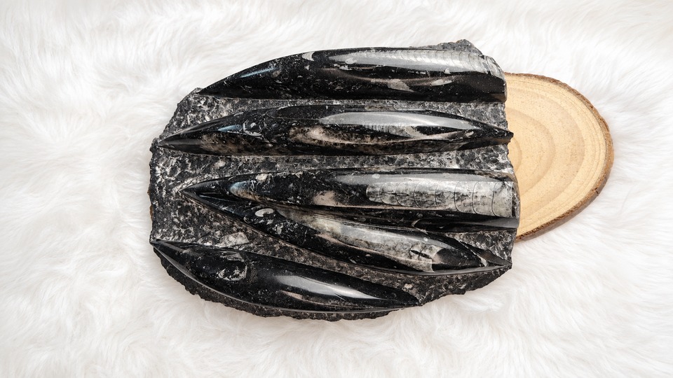 Premium Orthoceras Fossil Plate - 1.46 Kg