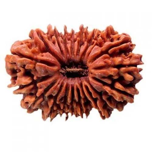 20 Face Rudraksha