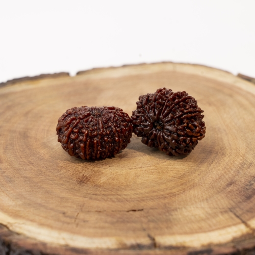 12 Face Rudraksha