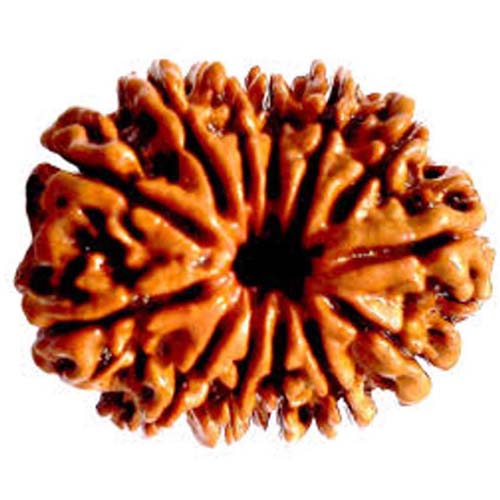 19 Face Rudraksha