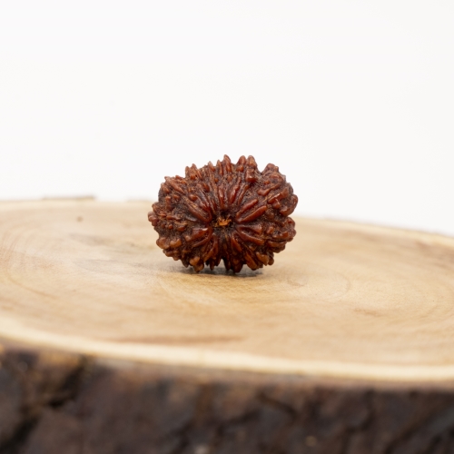 13 Face Rudraksha 
