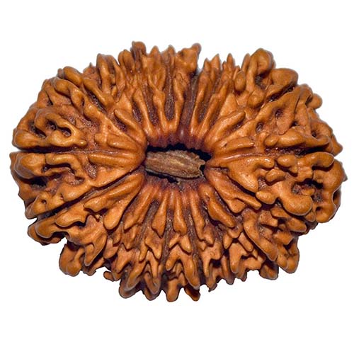 18 Face Rudraksha