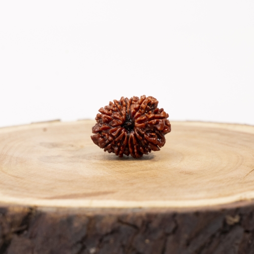 14 Face Rudraksha 