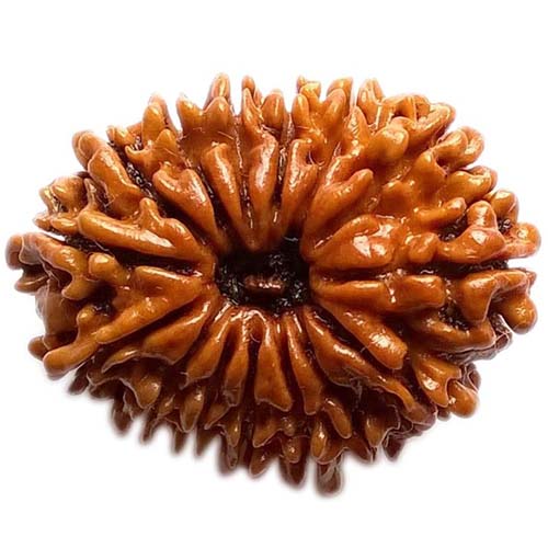 15 Face Rudraksha 