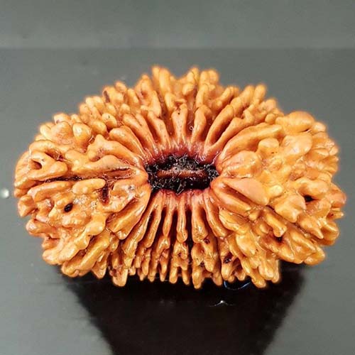 21 Face Rudraksha