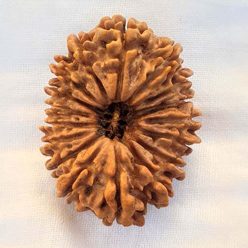 17 Face Rudraksha