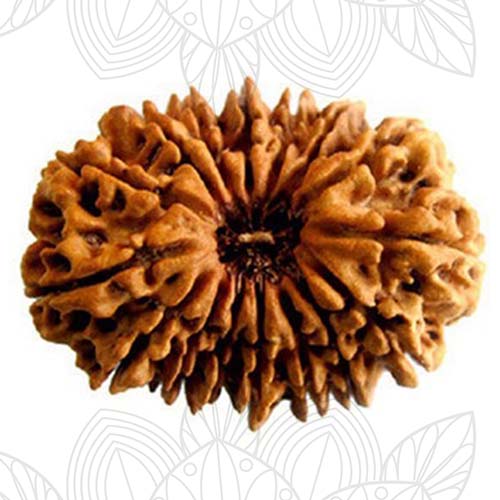 16 Face Rudraksha Indonseian